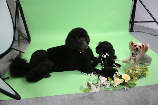 IMG0315_7601